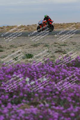 media/Jan-14-2023-SoCal Trackdays (Sat) [[497694156f]]/Turn 14 Exit Bloomig (145pm)/